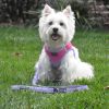 Soft Pull Traffic Dog Leash - Black