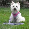 Soft Pull Traffic Dog Leash - Paisley Purple