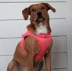 American River Solid Ultra Choke Free Dog Harness - Coral