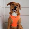 American River Solid Ultra Choke Free Dog Harness - Hunter Orange