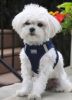 American River Solid Ultra Choke Free Dog Harness - Navy