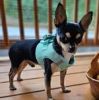 American River Solid Ultra Choke Free Dog Harness - Teal