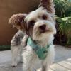 American River Solid Ultra Choke Free Dog Harness - Teal
