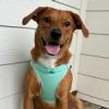 American River Solid Ultra Choke Free Dog Harness - Teal