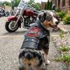 Biker Dawg Motorcycle Dog Jacket - Black