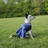 Blue Gingham Dress