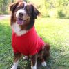 Flex-Fit Dog Hoodie- Red