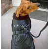 Top Dog Flight Harness Coat - Black