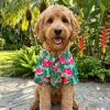 Hawaiian Camp Shirt - Juicy Watermelon