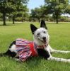 Patriotic Dress