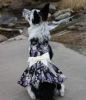 Purple Twilight Hawaiian Dog Dress with Matching Leash