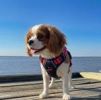 Venture Paw PULL CONTROL Harness - Black Cherry