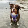 Venture Paw PULL CONTROL Harness - Mermaid Lilac