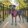 Venture Paw PULL CONTROL Harness - Sugar Rush Pink