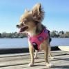 Venture Paw PULL CONTROL Harness - Sugar Rush Pink