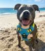 Venture Paw PULL CONTROL Harness - Sun Chaser Blue